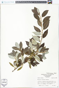 Elaeagnus umbellata image