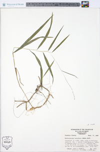 Muhlenbergia tenuiflora image