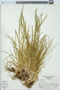 Poa alsodes image