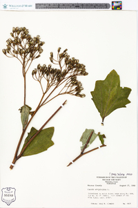 Arnoglossum atriplicifolium image