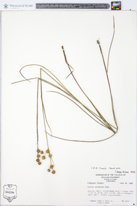 Juncus scirpoides image