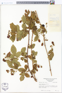 Rubus leviculus image