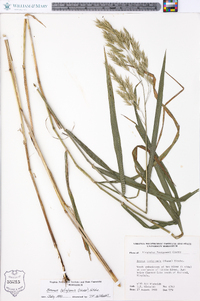 Bromus latiglumis image