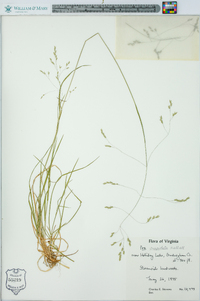 Poa cuspidata image