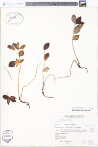 Cornus suecica image