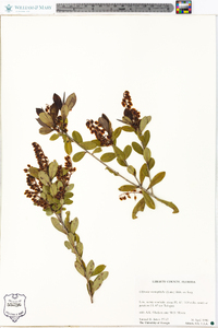 Cliftonia monophylla image