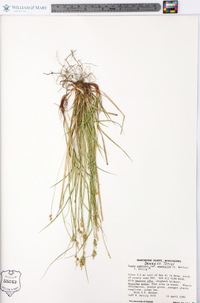 Carex emmonsii image