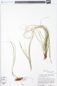 Carex nigromarginata image