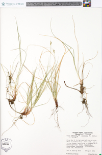 Carex emmonsii var. australis image