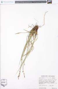 Carex communis var. communis image