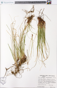 Carex lucorum image