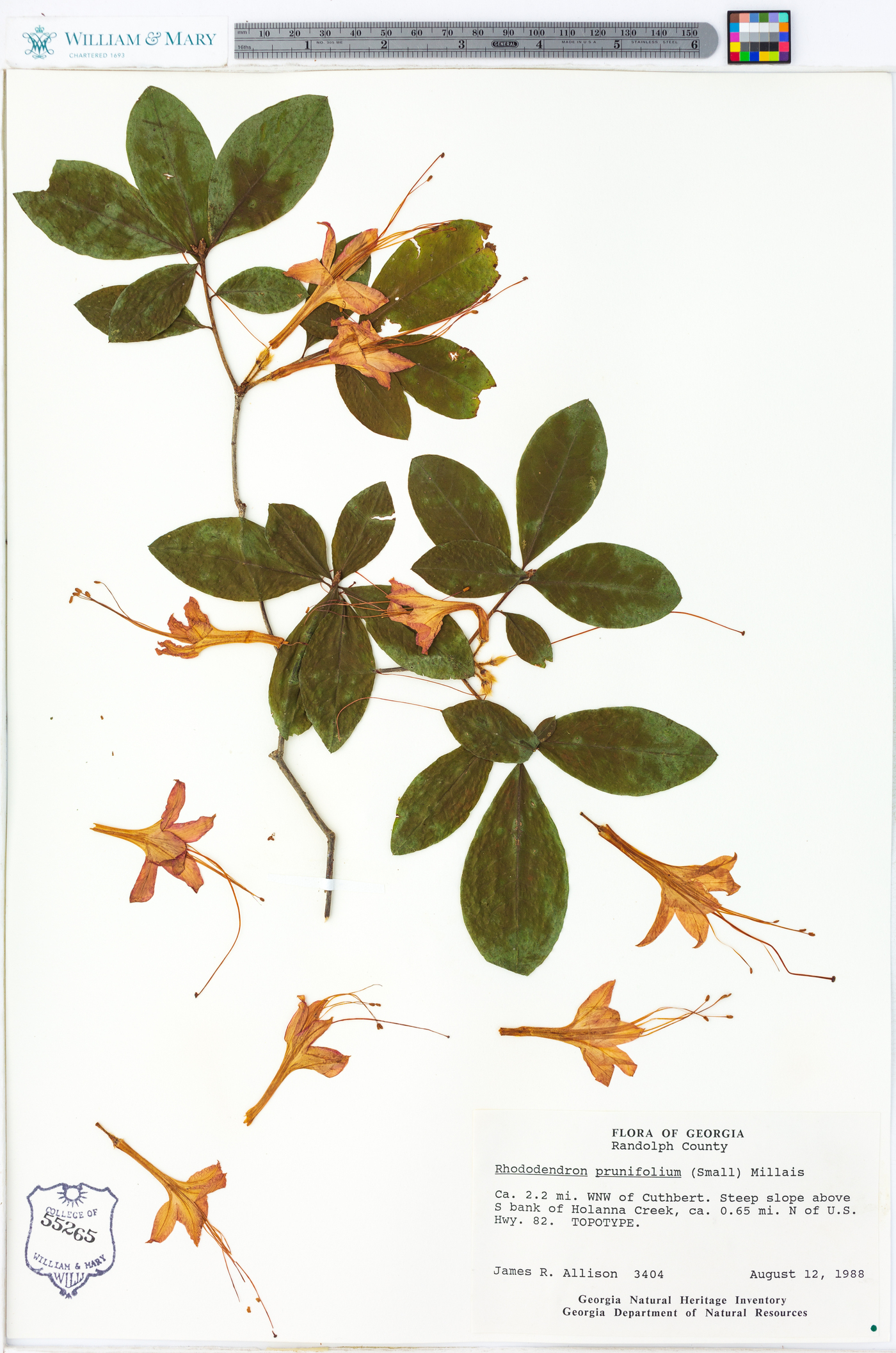 Rhododendron prunifolium image