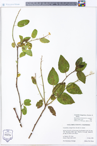 Ceanothus integerrimus image