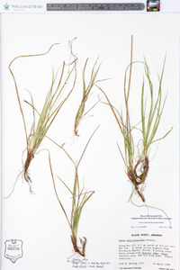 Carex nigromarginata image