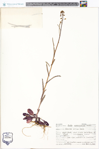 Draba ramosissima image