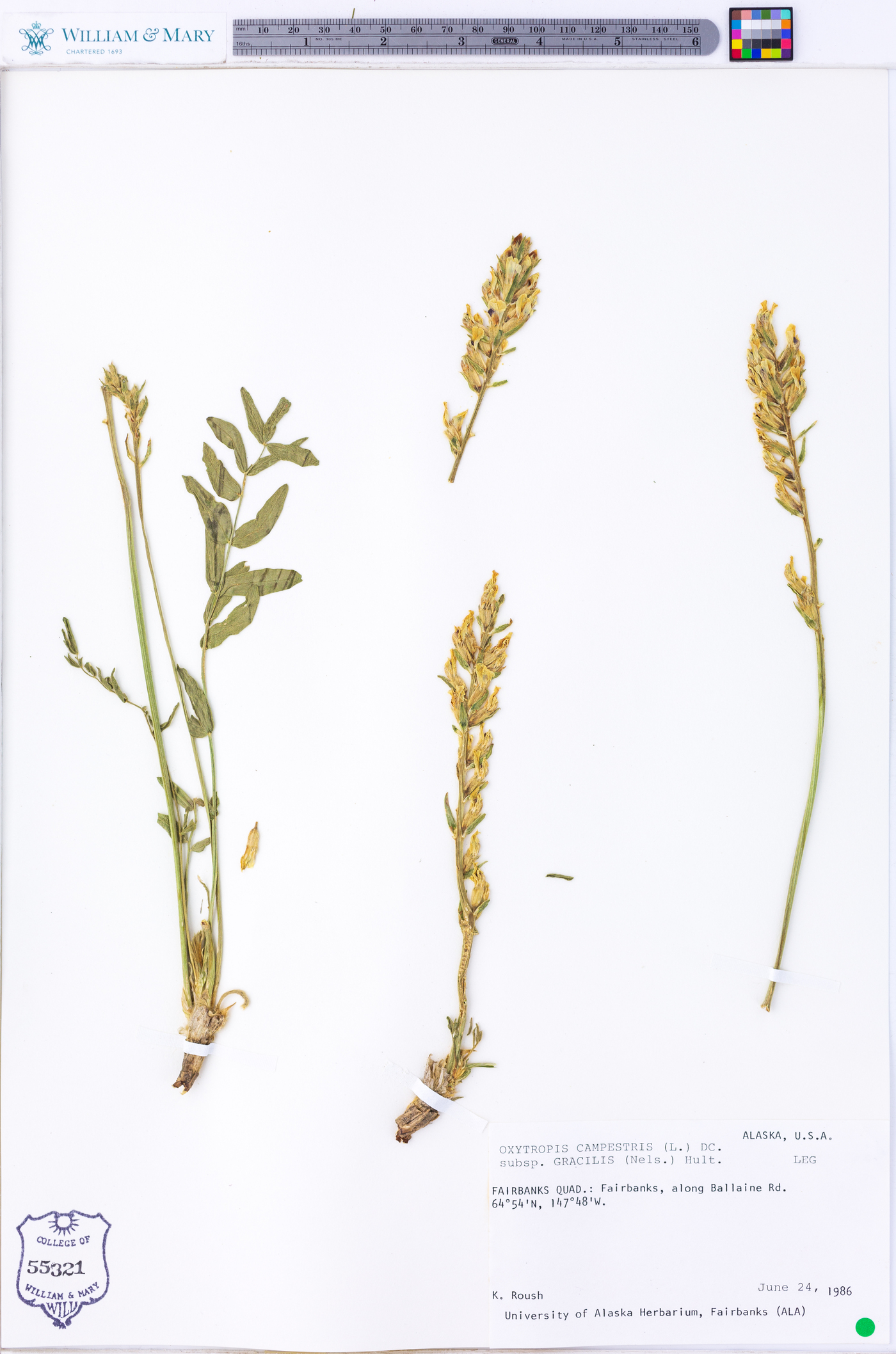 Oxytropis campestris subsp. gracilis image