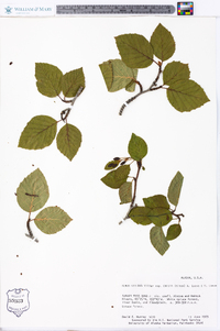 Alnus viridis image