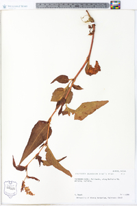 Polygonum alaskanum image