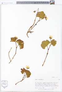 Rubus chamaemorus image
