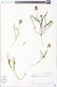 Astragalus alpinus subsp. alpinus image