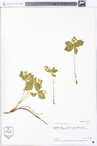 Cornus canadensis image