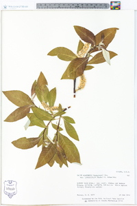 Salix alaxensis var. longistylis image