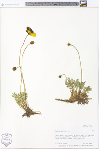 Papaver nudicaule image