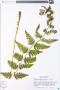 Dryopteris celsa image