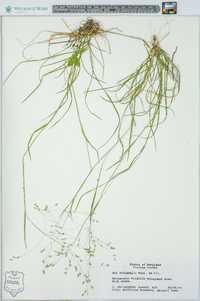 Poa autumnalis image