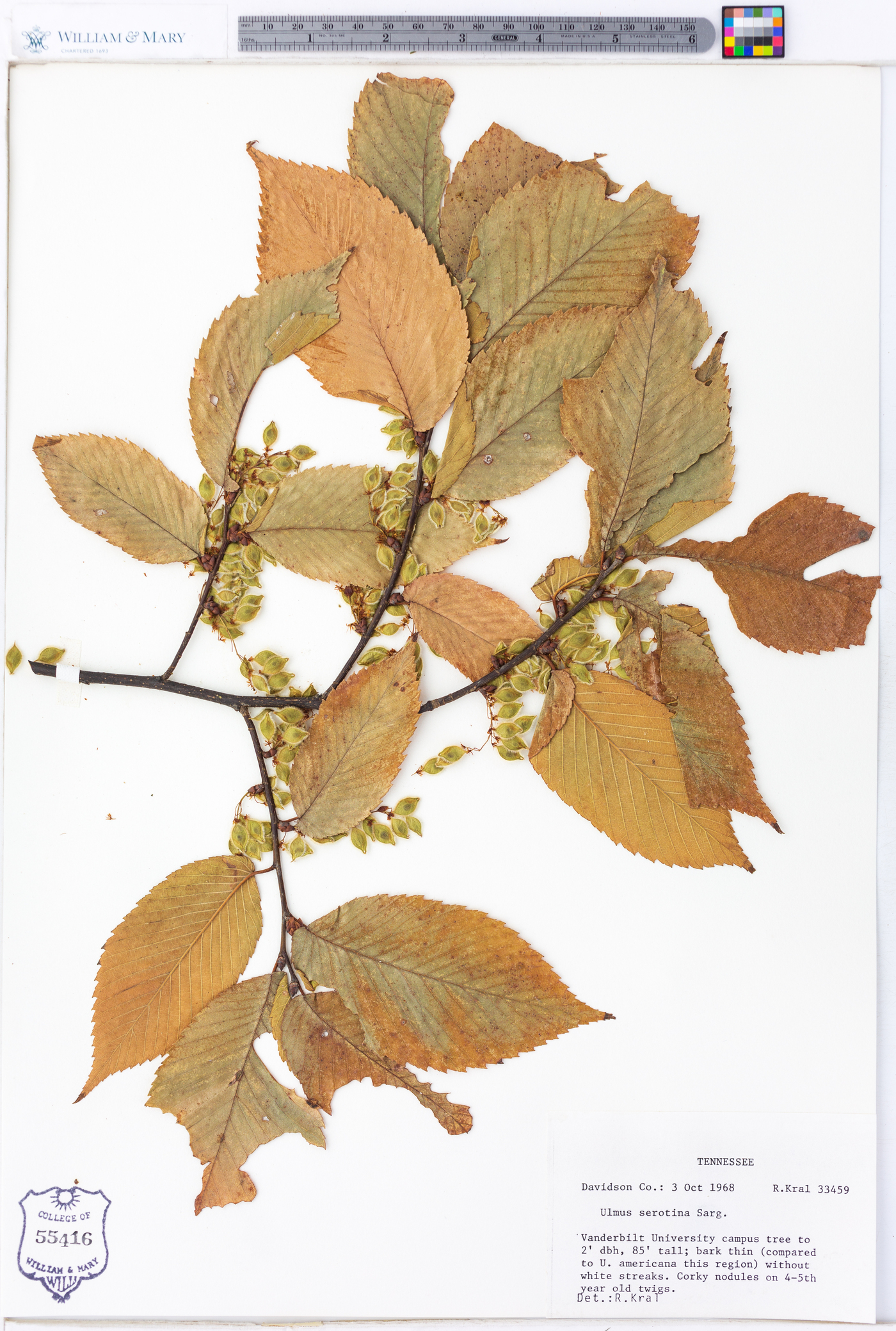 Ulmus serotina image