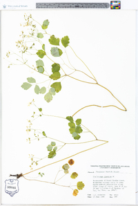 Thalictrum clavatum image