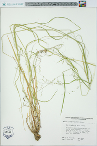 Poa paludigena image