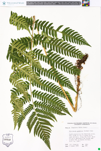 Dryopteris goldieana image