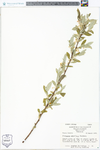 Elaeagnus umbellata image