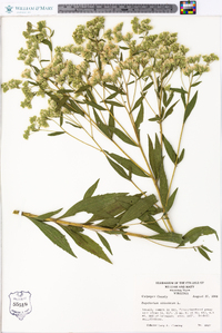 Eupatorium altissimum image