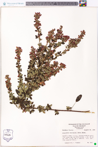 Lespedeza intermedia image