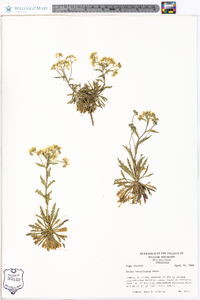 Draba ramosissima image