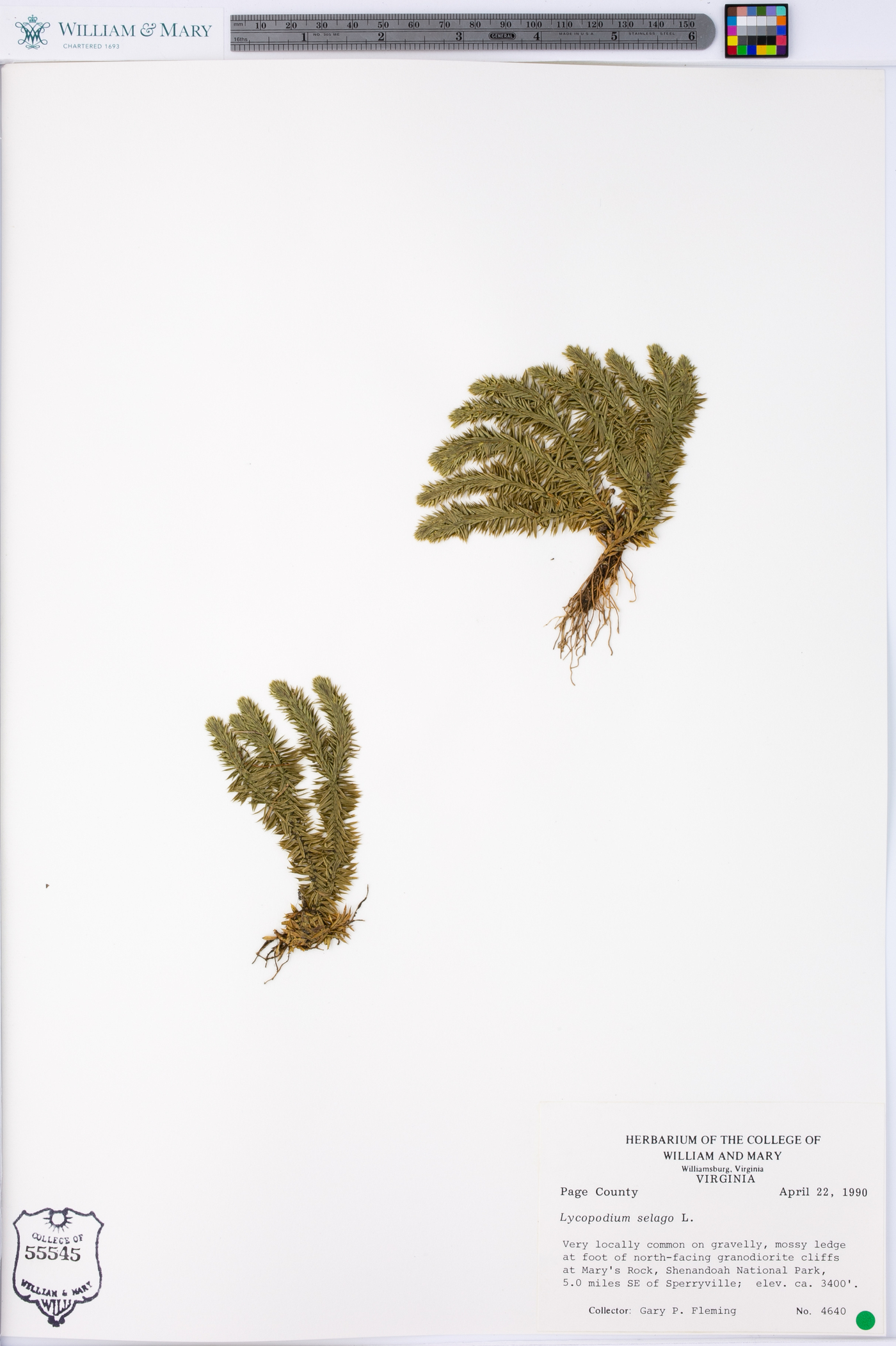 Lycopodium selago image