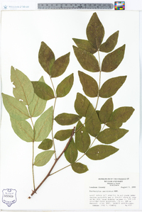 Zanthoxylum americanum image