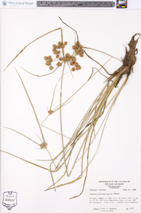 Cyperus pseudovegetus image