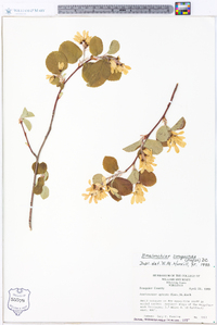 Amelanchier sanguinea image