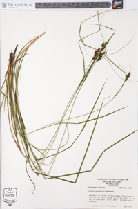 Carex caroliniana image