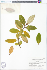 Elaeagnus pungens image