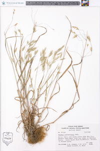 Bromus catharticus image