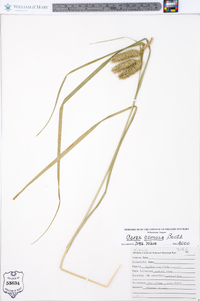 Carex comosa image