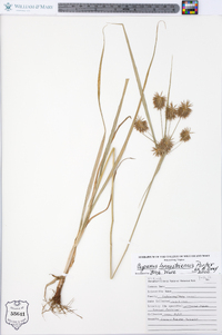 Cyperus lancastriensis image