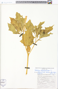 Datura stramonium image