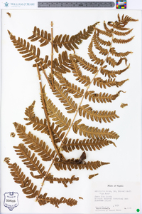 Dryopteris celsa image