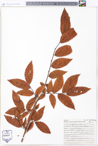 Ulmus alata image