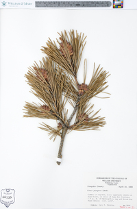 Pinus pungens image